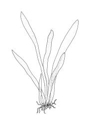 Tetrodontium brownianum, cluster of protonemal flaps. Drawn from A.J. Fife 6314, CHR 104731.
 Image: R.C. Wagstaff © Landcare Research 2017 